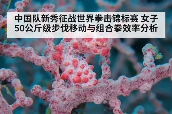 中国队新秀征战世界拳击锦标赛 女子50公斤级步伐移动与组合拳效率分析